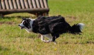 running dog, black and white running dog, sheep dog, dog, run, play, animal, pet, happy, fun, nature, outdoor, playful, canine, walk, race, border collie