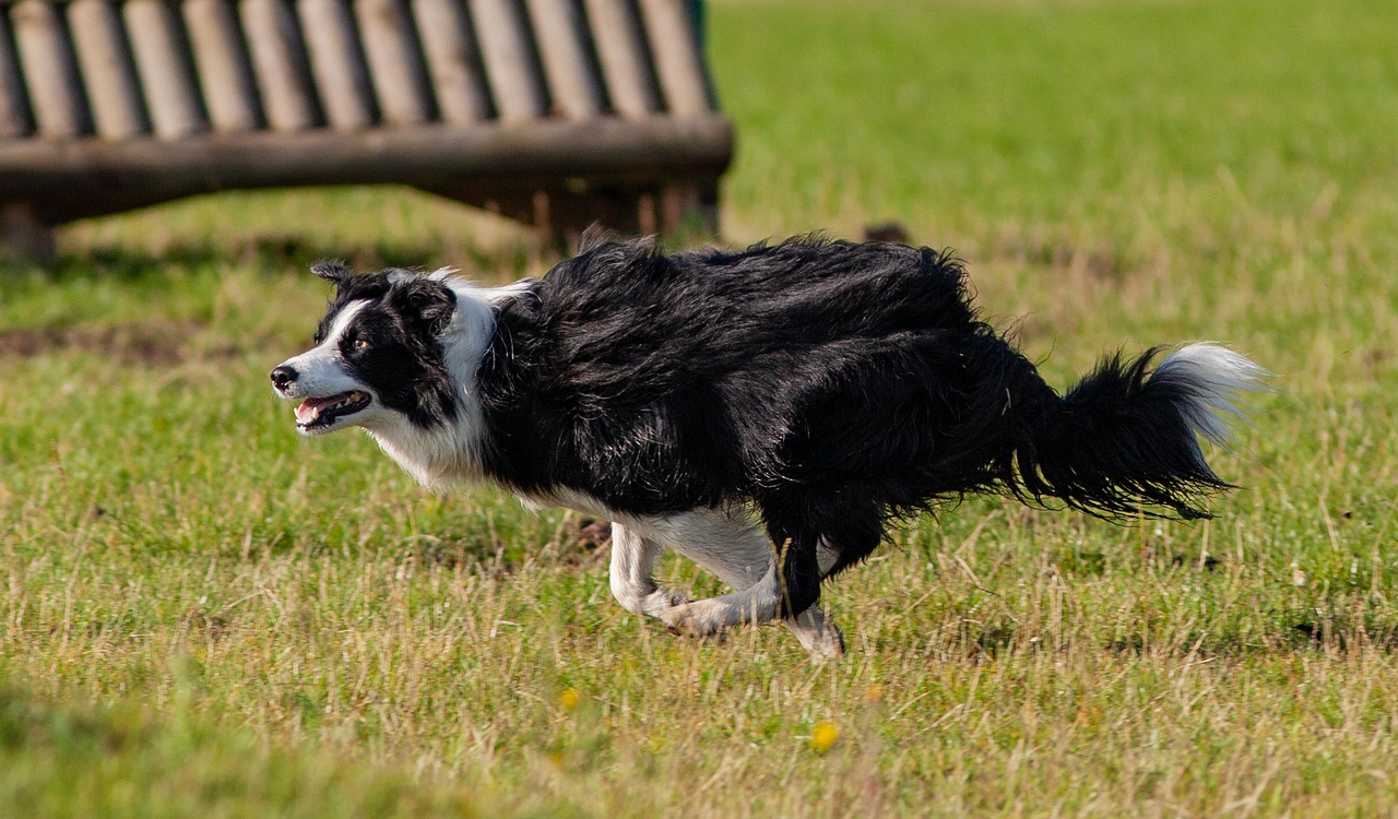 running dog, black and white running dog, sheep dog, dog, run, play, animal, pet, happy, fun, nature, outdoor, playful, canine, walk, race, border collie