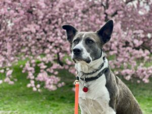 Portrait of a dog in front of blooming cherry blossoms during spring in a park.