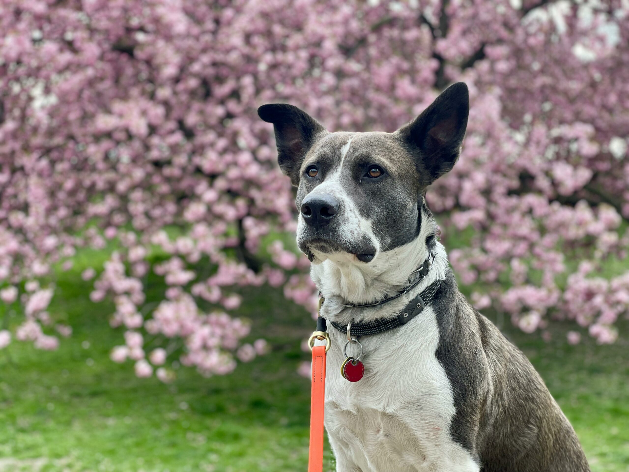Portrait of a dog in front of blooming cherry blossoms during spring in a park.