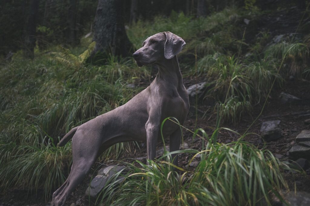 weimaraner, dog, hunting dog, animal, grass, looking, mammal, pet, nature, woods, outdoors, portrait, dog portrait