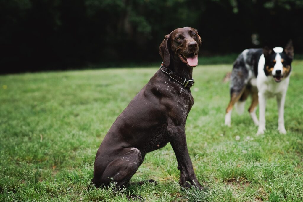 german shorthaired pointer, animal, gsp, gsp dog, dog, brown dog, canine, pet, dog sitting, sit dog, roan dog