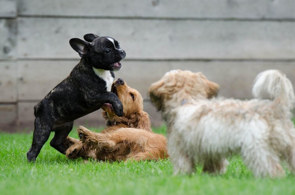 playing puppies, young dogs, french bulldog, cocker spaniel, puppies, playing dogs, young dog, puppy, puppy group, cute, french bulldog, french bulldog, french bulldog, french bulldog, french bulldog, puppies, puppy