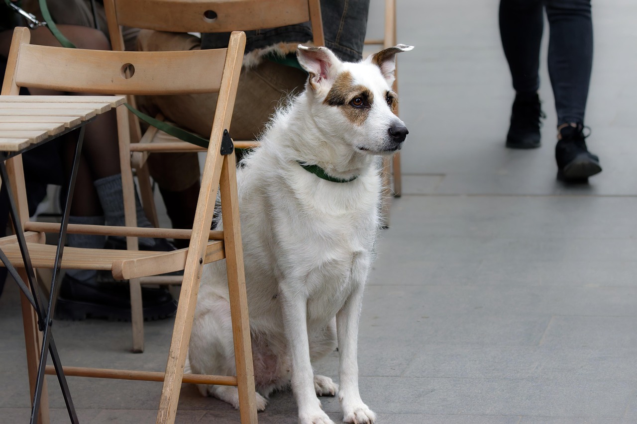 dog, animal, mammal, canine, pet, domestic, nature, portrait, sitting, pavement, sidewalk, flesh, terrace, restaurant, outdoors