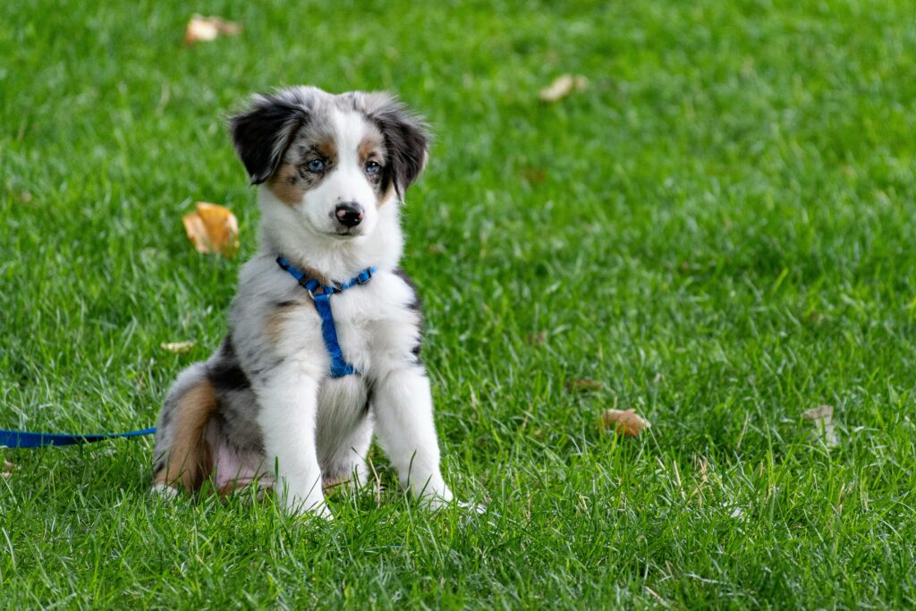 A cute Australian Shepherd puppy with blue harness sitting on a green lawn.