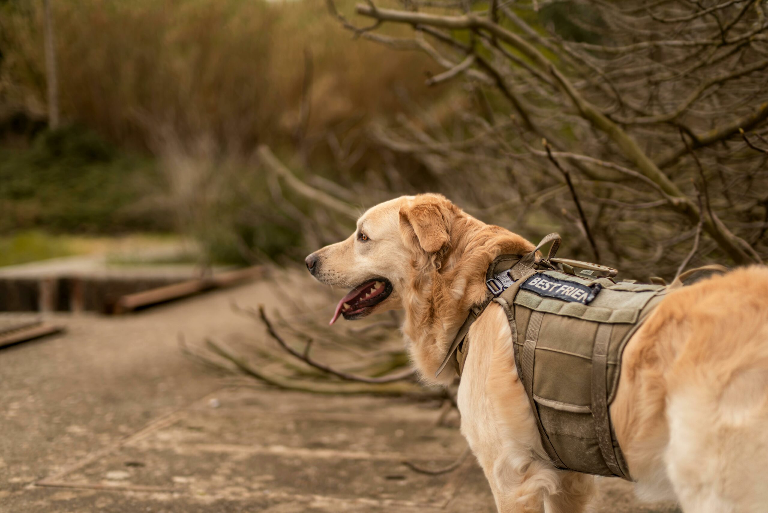 Golden retriever wearing a tactical vest exploring an outdoor area.